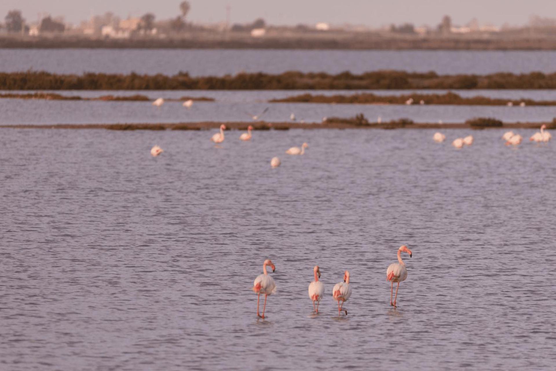 Kampaoh Delta Del Ebro Hotel El Poble Nou del Delta Eksteriør billede